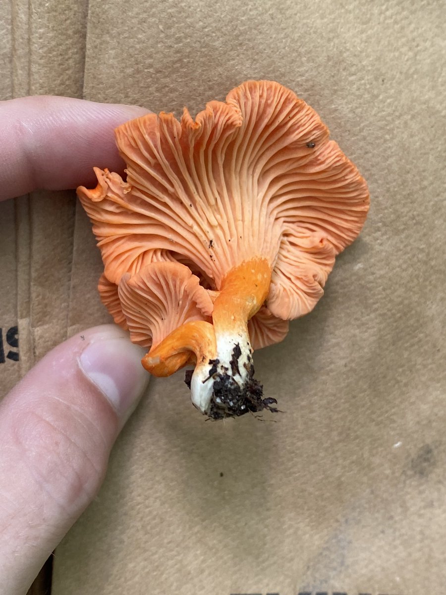 mycelialweb's tweet photo. Pro tip: Leave your fresh gourmet or wild mushrooms in the sun for at least 30 minutes before you cook them. When you leave your fungi exposed to sunlight they convert ergosterol into Vitamin D! The longer you leave them out the more Vitamin D they will produce. https://t.co/WpaZJpU2GD