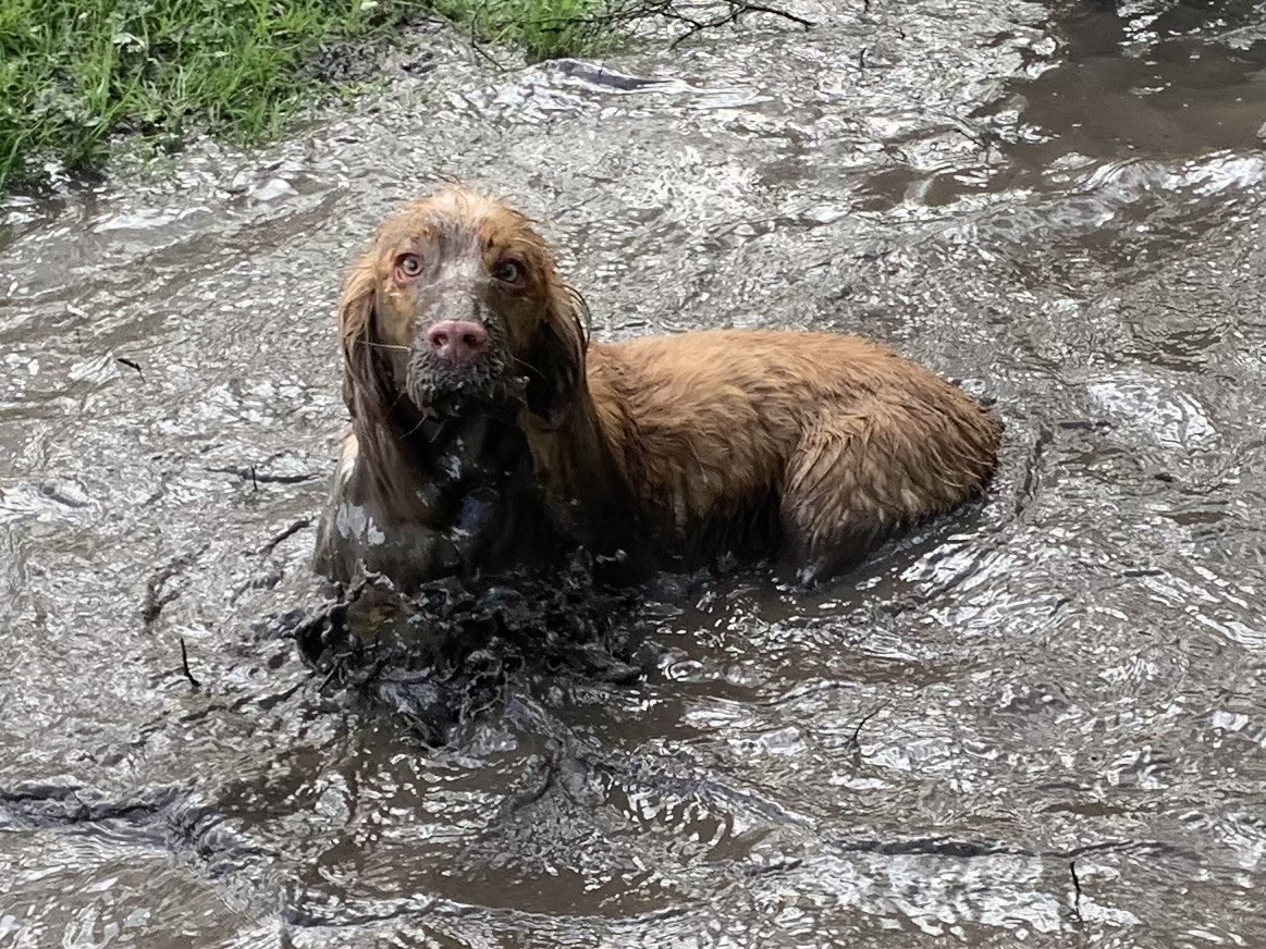 Well, they say a muddy dog is a happy dog ... !!