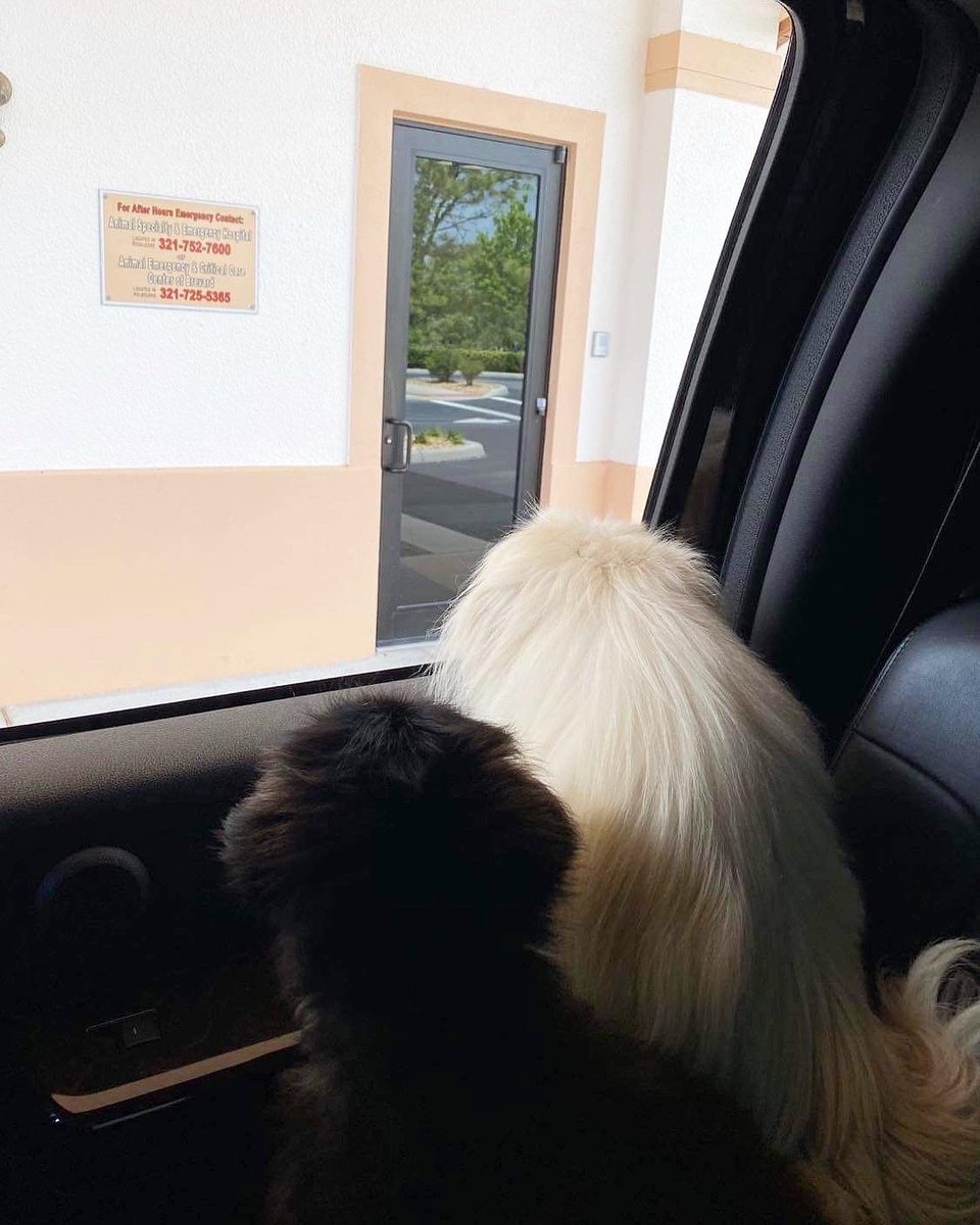 LilCaliGurl's tweet photo. Well eye ishoos back ulcer open again, he said my eye lashes and fur in de corner rub-n not let-n it heal. Recheck Monday. Paws crossed to heal. #Superficialulcer #cornea corner #Indolentulcer #vetsoffice #dogtor
.
.
.
#caligurl #vet #letsgoforaride #ihatethevets https://t.co/xePjrBK3Od