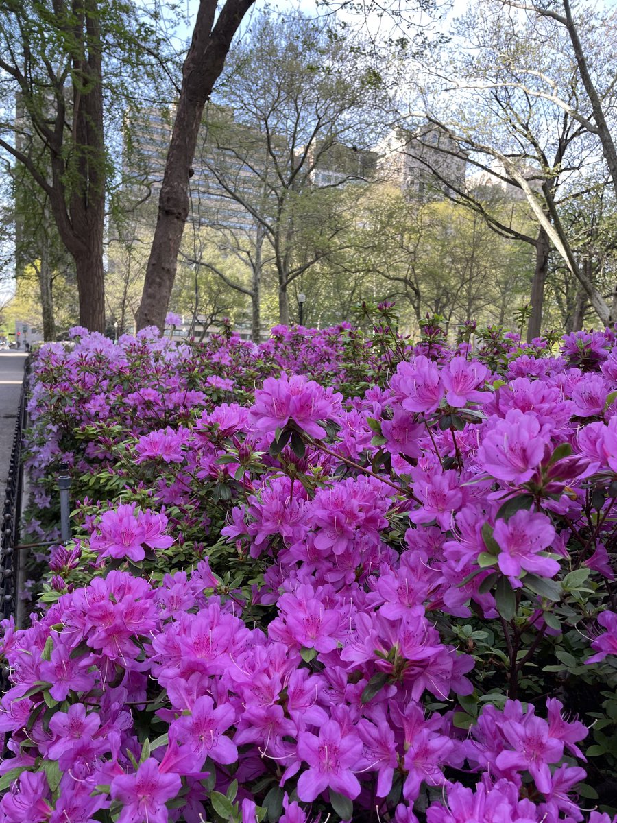 Perfect day to enjoy the azaleas in #RittenhouseSquare #Philly ⁦@6abc⁩ ⁦@CecilyTynan⁩ ⁦@6abcadamjoseph⁩ ⁦@aliciavitarelli⁩ ⁦@briantaff6abc⁩ ⁦@TamEdwards6abc⁩