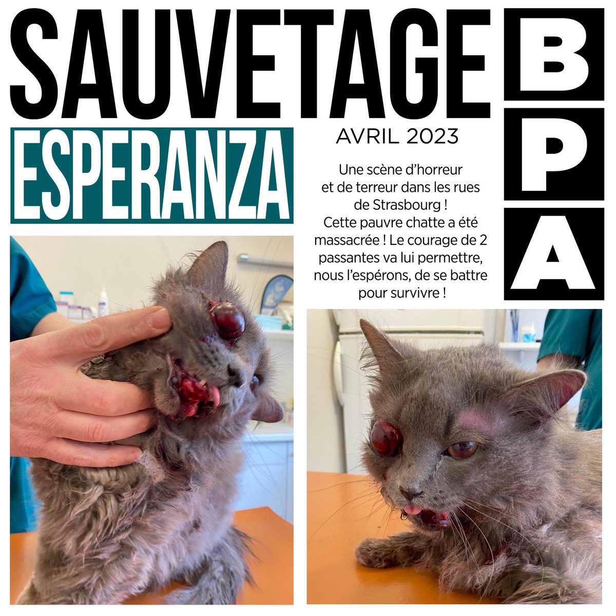 Brigade de Protection Animale – BPA tweet media