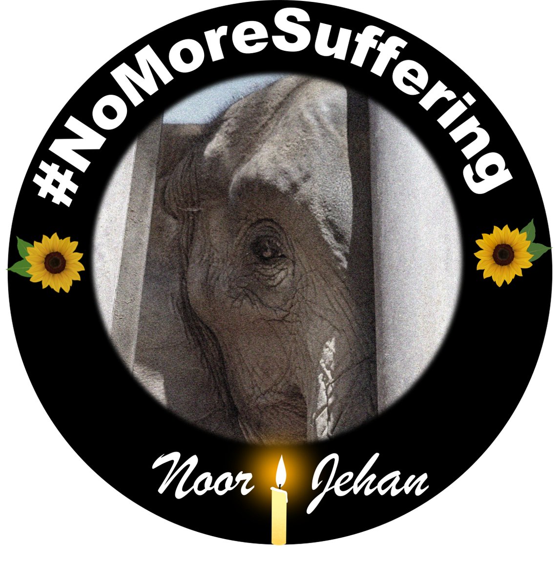 #KarachiZoo #Pakistan     
#AgonyofNoorJehan 
New profile pic to show Solidarity with #NoorJehan The 🌻 will forever remind us of the strength she showed through her anguish 💔 #NoMoreSuffering