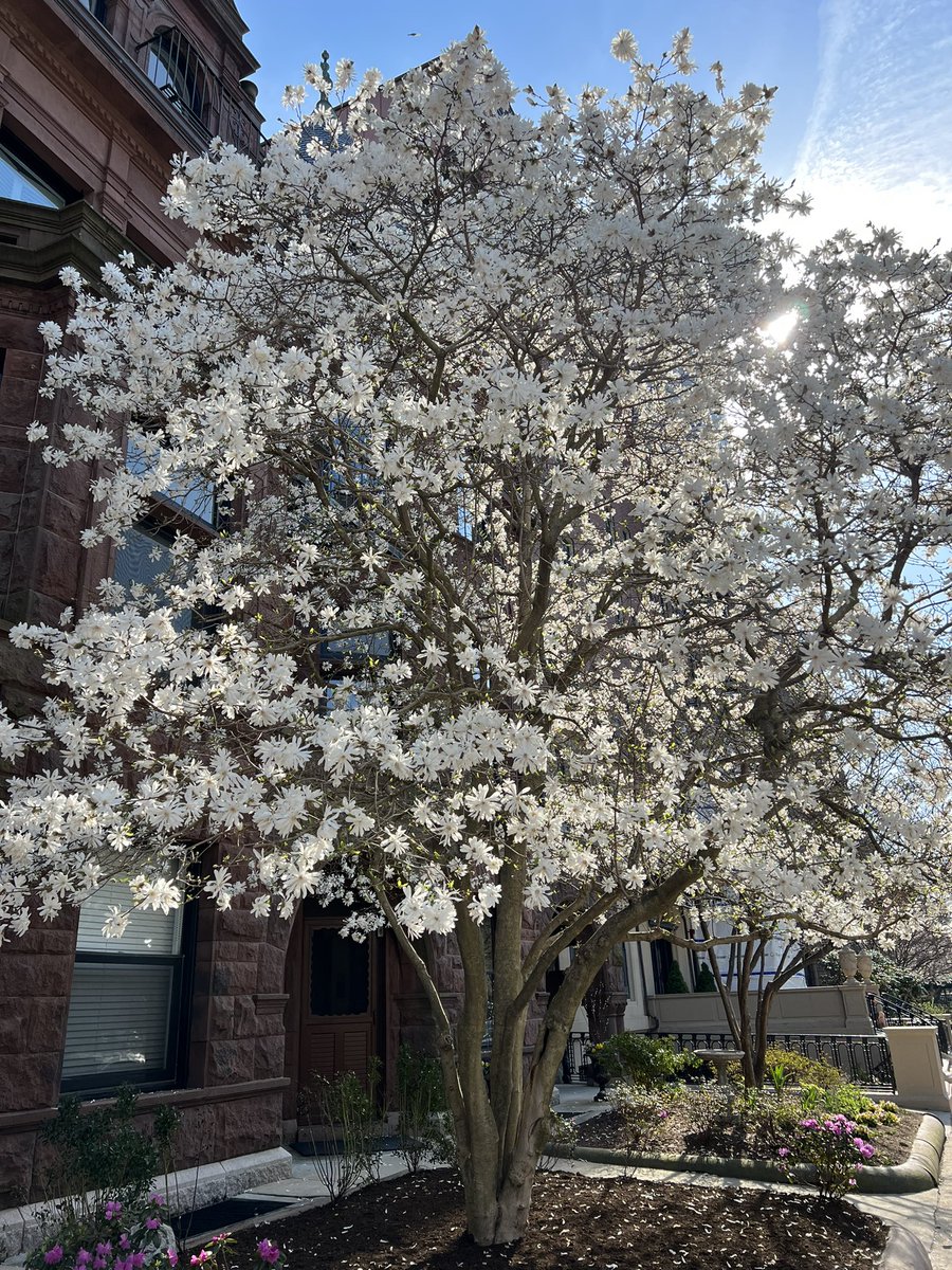 Yesterday Vs. Today 🌱 spring is springing 

Mother Nature is kinda of a big deal 

#boston