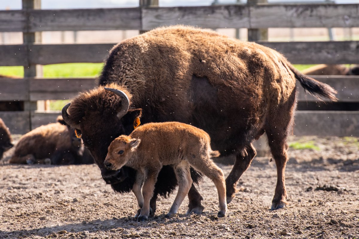 Fermilab's tweet photo. Exciting news: Fermilab's first baby bison of the year has arrived!🦬 🎊

The lab's iconic bison herd welcomed its newest (and most adorable) member yesterday, April 13! 
https://t.co/eJxi8kpvft https://t.co/ArgNjZFbAd