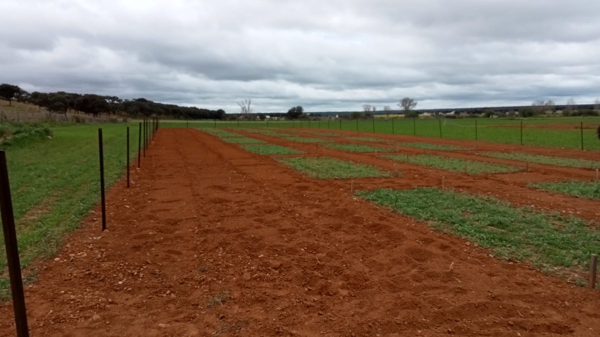FresnoTeresa's tweet photo. Jornadas de recogida de suelos en Burgos y Salamanca para poner en marcha el próximo experimento del proyecto "Control de fármacos en agricultura" 💊🌱💦 Aire fresco y buena compañía! @ComunidadMadrid @UAM_Madrid https://t.co/n3FYK3l9yu