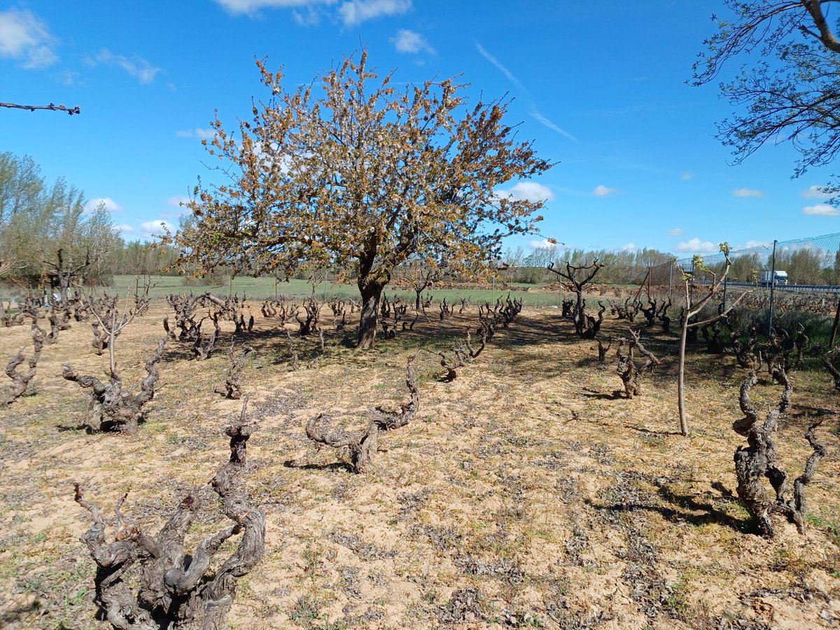 FresnoTeresa's tweet photo. Jornadas de recogida de suelos en Burgos y Salamanca para poner en marcha el próximo experimento del proyecto "Control de fármacos en agricultura" 💊🌱💦 Aire fresco y buena compañía! @ComunidadMadrid @UAM_Madrid https://t.co/n3FYK3l9yu
