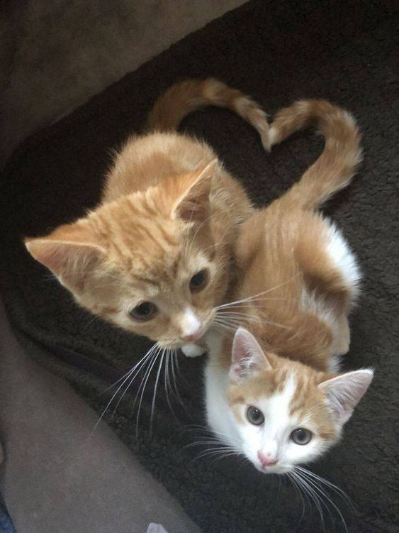 Why you should have a cat (@shouldhavecat) on Twitter photo 