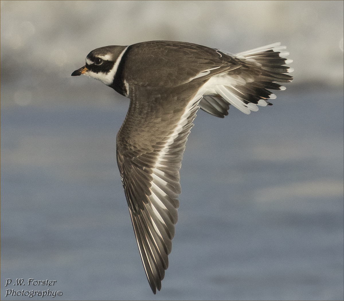 paul230156's tweet photo. Ringed Plover recent Coatham Redcar
@teesbirds1 @WhitbyNats @Natures_Voice @wildlife @clevelandbirds @teeswildlife @DurhamBirdClub @TeesmouthNNR @RSPBSaltholme @YWT_North @NTBirdClub @Waderworld @WaderStudy @ShorebirdsDay @J_Reneerkens #7dmk2 #ukbirds https://t.co/cRCXNLc5jy
