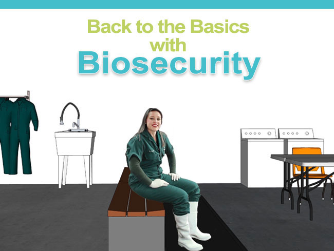 DocSarahDVM's tweet image. Wean-to-Market Biosecurity Training - mailchi.mp/porkavenuetrai…