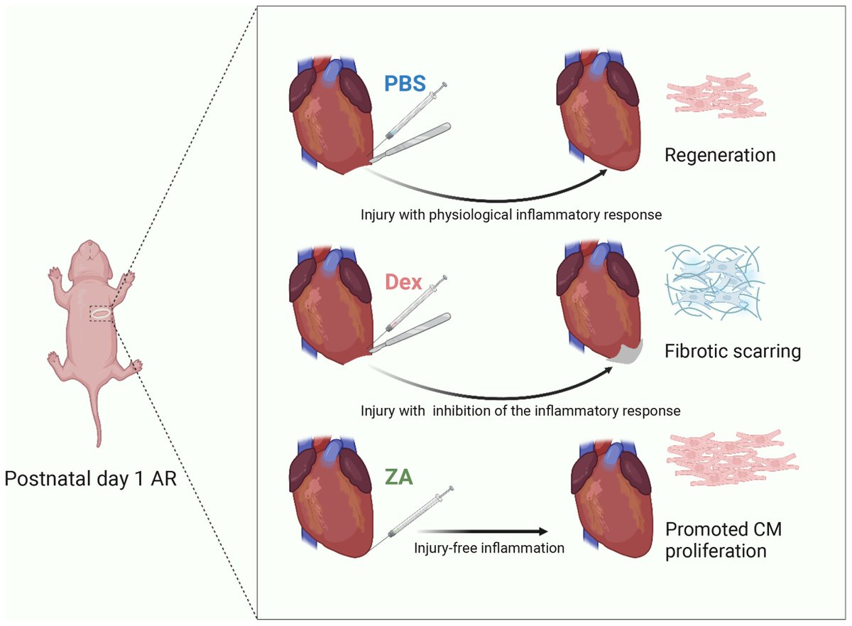 Cutting edge review from our Special Issue on Cardiomyocyte proliferation and reprogramming for cardiac regeneration: Targeting immunoregulation for cardiac regeneration 

buff.ly/3ob7Ono
