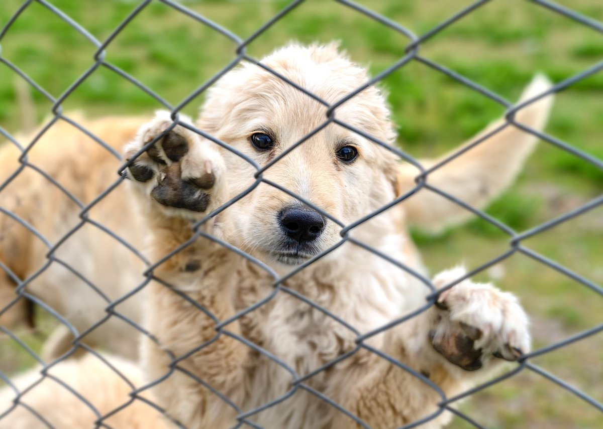 #LasVegas City Council Passes New Bill To End Illegal #Breeding Operations & #PuppyMills 🙏🐕

READ MORE: 🌍👉 worldanimalnews.com/las-vegas-city…
