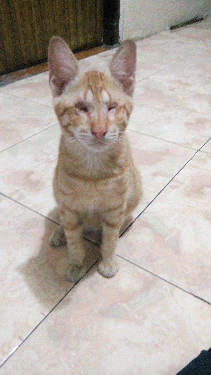 jamalbode's tweet photo. @tirta_cipeng Kucing ajaib nih dok, kucing tanpa mata https://t.co/dFN6PKj919