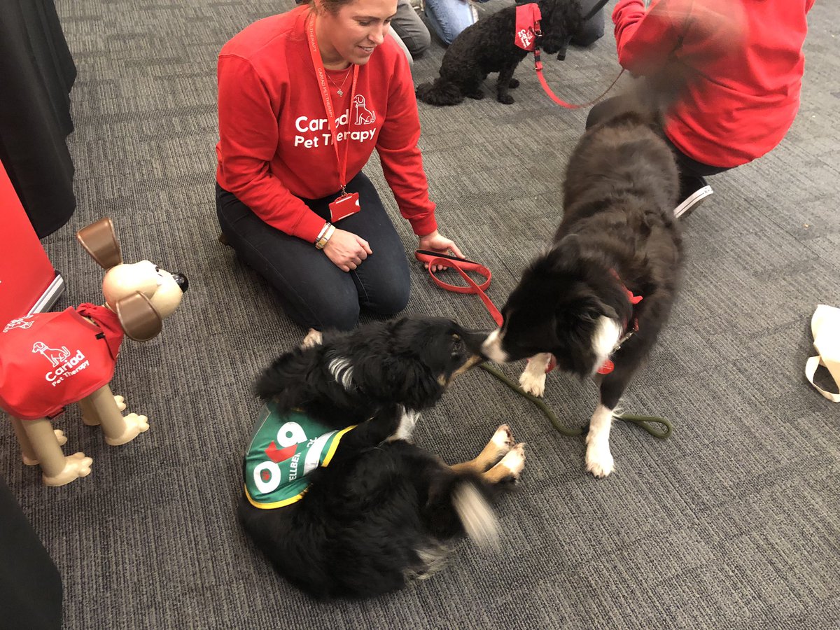 Dill had a great day meeting people from across the uk today in Swansea; thanks for the invite <a href="/ParamedicsUK/">Royal College of Paramedics</a> 🐾 🚑.          Lovely to meet <a href="/CariadPet/">Cŵn Cymorth Cariad / Cariad Pet Therapy</a> team too ☺️. 

<a href="/OscarKiloNine/">OscarKilo9</a> <a href="/WelshAmbulance/">Welsh Ambulance</a>