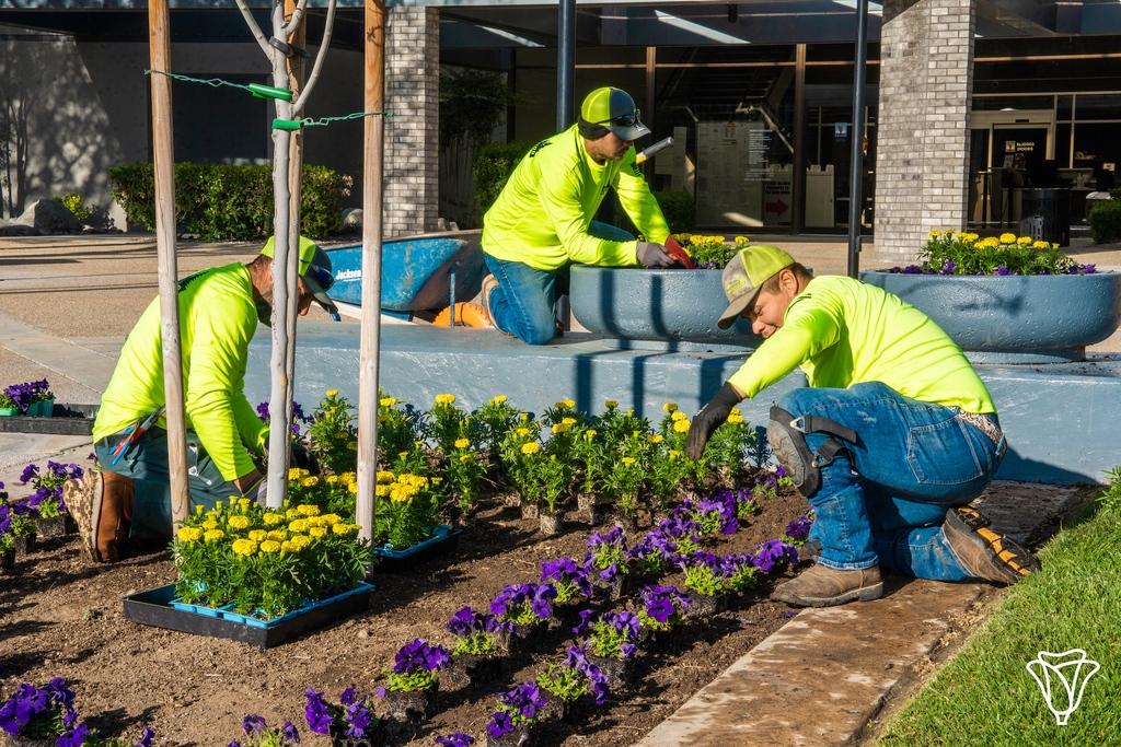 cityoflancaster's tweet image. Happy #NationalGardeningDay!🌸🌺🌻Our PARCS Team is getting Lancaster ready for spring with various #BeautificationProjects! Head to one of our Lancaster parks today to appreciate their work in person: l8r.it/3oNy. #LancasterCA #ParksAndRec #GreenLiving