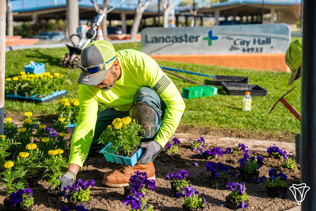 cityoflancaster's tweet image. Happy #NationalGardeningDay!🌸🌺🌻Our PARCS Team is getting Lancaster ready for spring with various #BeautificationProjects! Head to one of our Lancaster parks today to appreciate their work in person: l8r.it/3oNy. #LancasterCA #ParksAndRec #GreenLiving