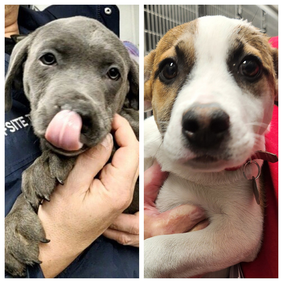 We’re bringing our mobile adoption unit to Petco in New Hyde Park, NY (2300 Jericho Turnpike) this SATURDAY, 4/15/2023, from 11 am to 3 pm! 
Bring your family and adopt your new best friend, like these pups!  #GetYourRescueOn #Adopt #NewHydePark