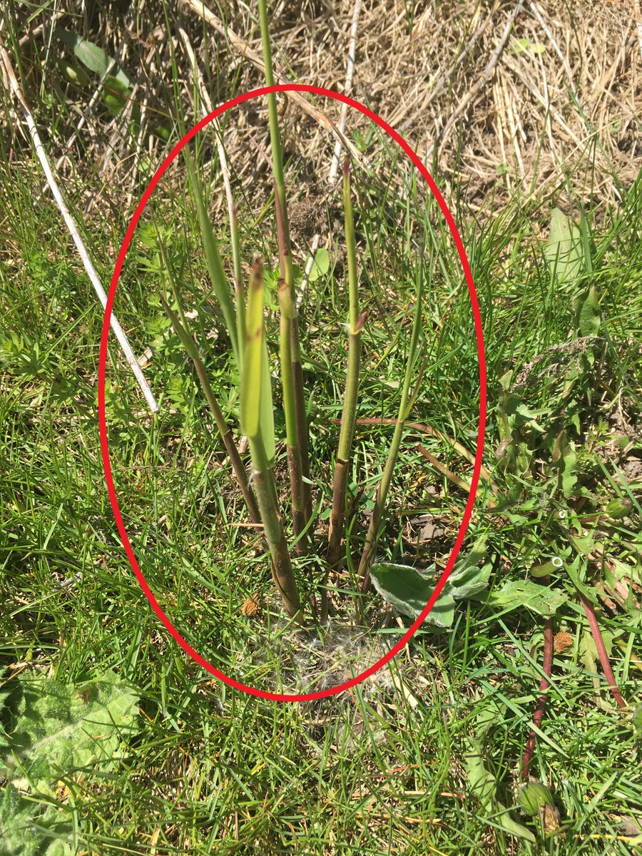 secondmarsh's tweet photo. #Phragmites is in its growing phase and management activities will be taking place this spring. Volunteers will be needed. Watch our sites for upcoming dates. Thank you to the Great Lakes Local Action Fund #GLLAF in supporting our project. #SecondMarsh @oshawacity  @DavidPiccini https://t.co/jE6TEzQjWH