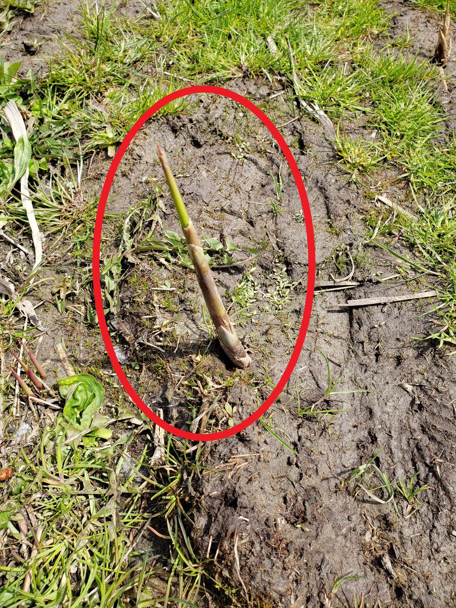 secondmarsh's tweet photo. #Phragmites is in its growing phase and management activities will be taking place this spring. Volunteers will be needed. Watch our sites for upcoming dates. Thank you to the Great Lakes Local Action Fund #GLLAF in supporting our project. #SecondMarsh @oshawacity  @DavidPiccini https://t.co/jE6TEzQjWH