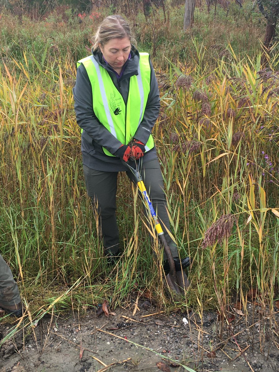 secondmarsh's tweet photo. #Phragmites is in its growing phase and management activities will be taking place this spring. Volunteers will be needed. Watch our sites for upcoming dates. Thank you to the Great Lakes Local Action Fund #GLLAF in supporting our project. #SecondMarsh @oshawacity  @DavidPiccini https://t.co/jE6TEzQjWH