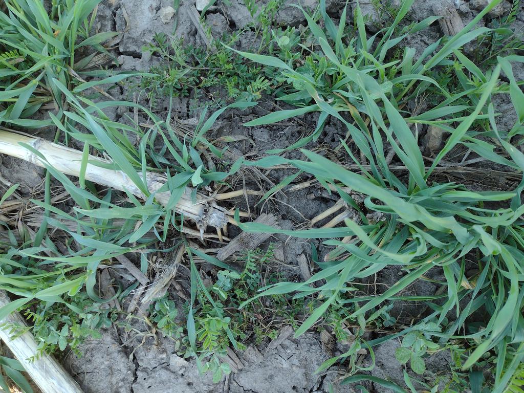 Seeded with cereal rye in early October 2022, our legume cover crops (hairy vetch, winter pea, and crimson clover overwintered in southern WI!  Thank you to the growers that collaborated with Extension on these plots!
