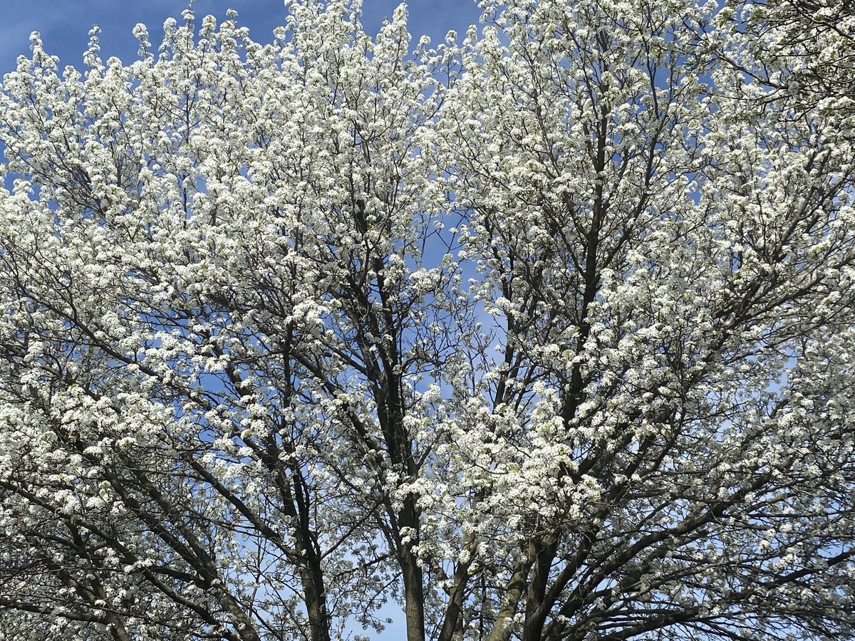 ragloderdzinski's tweet image. Beautiful blossoming