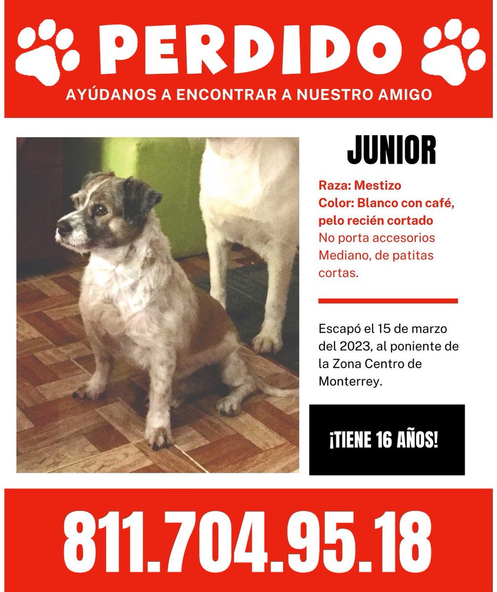 🚨🐶#MascotaExtraviada solicitamos de su apoyo para localizar al perrito JUNIOR, se extravió en la Col. Centro #Monterrey vía <a href="/buscandoajunior/">Buscando a Junior</a> NNJQ4D

Permítenos ayudar a más ciudadanos como tú. Dona ahora dona.cic.mx