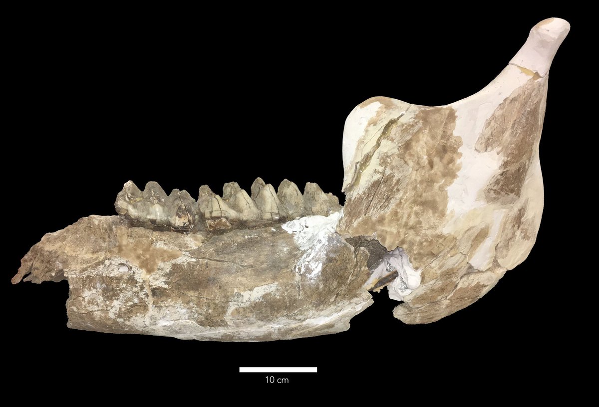 Pacific #mastodon lower jaw from Santa Barbara Co., California. <a href="/sbnature/">SBMNH</a> collection. #FossilFriday #DailyMastodon #paleontology #fossil