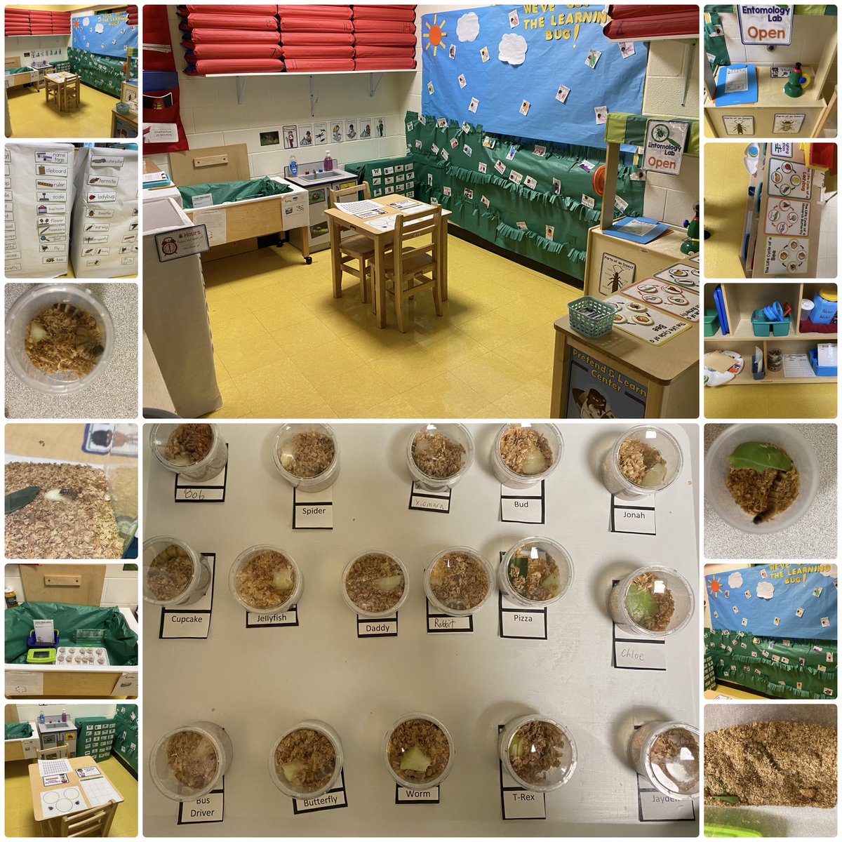 Crystal Canales (@c_canales13) on Twitter photo Today our new dramatic center came to life😁. Hopefully all the names show for the worms because the students were so proud to name them. #AnimalsAllAround #EntomologyLab #AkaBugLab <a href="/JOSECARDENASECC/">Jose Cardenas ECC</a> Today our new dramatic center came to life😁. Hopefully all the names show for the worms because the students were so proud to name them. #AnimalsAllAround #EntomologyLab #AkaBugLab <a href="/JOSECARDENASECC/">Jose Cardenas ECC</a>