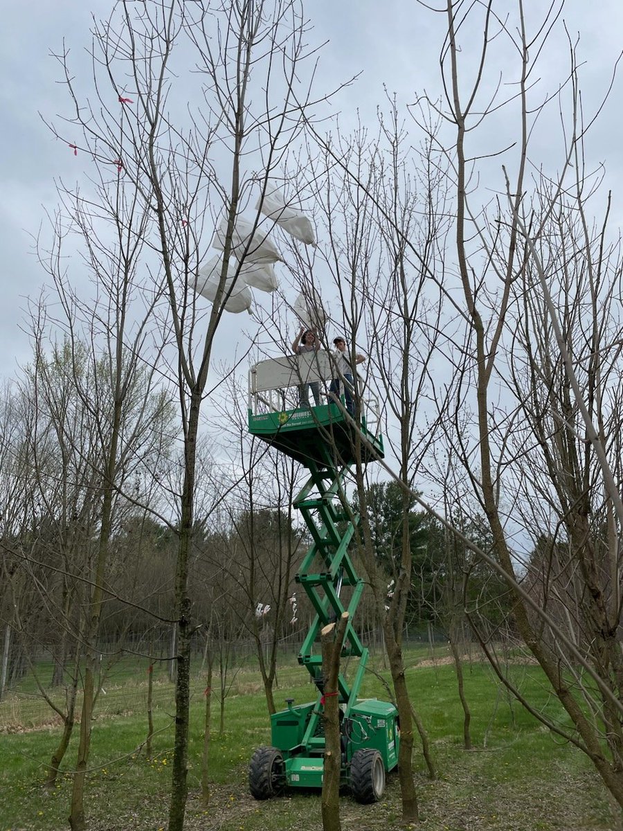 Jennifer Koch (@treebreederkoch) on Twitter photo Ah spring- when breeders scramble to make controlled cross pollinations during a narrow time window! Shown here @Aletter_ForYou and <a href="/uofcincy/">University of Cincinnati</a> intern Brynn McGrail cross-pollinating lingering ash trees to increase EAB resistance in the next generation of ash! Ah spring- when breeders scramble to make controlled cross pollinations during a narrow time window! Shown here @Aletter_ForYou and <a href="/uofcincy/">University of Cincinnati</a> intern Brynn McGrail cross-pollinating lingering ash trees to increase EAB resistance in the next generation of ash!