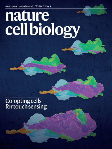 Taponlab (@taponlab) on Twitter photo If you missed the story of the F-cell by Mangione et al., catch it on the cover of <a href="/NatureCellBio/">Nature Cell Biology</a> and read the highlight, nature.com/articles/s4155…. We are grateful for the thoughtful highlight-and congrats to Fede and Catherine (@EM_STP) for the cover image! If you missed the story of the F-cell by Mangione et al., catch it on the cover of <a href="/NatureCellBio/">Nature Cell Biology</a> and read the highlight, nature.com/articles/s4155…. We are grateful for the thoughtful highlight-and congrats to Fede and Catherine (@EM_STP) for the cover image!