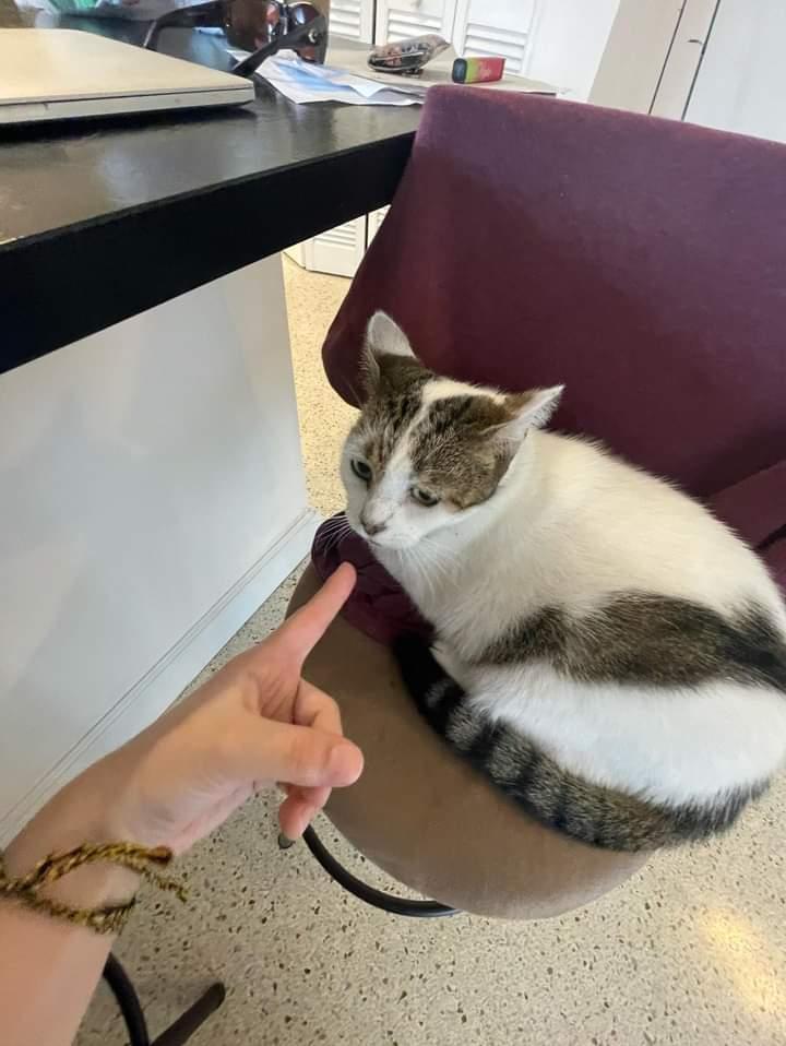First cat to EVER be pointed at. They look fearful.