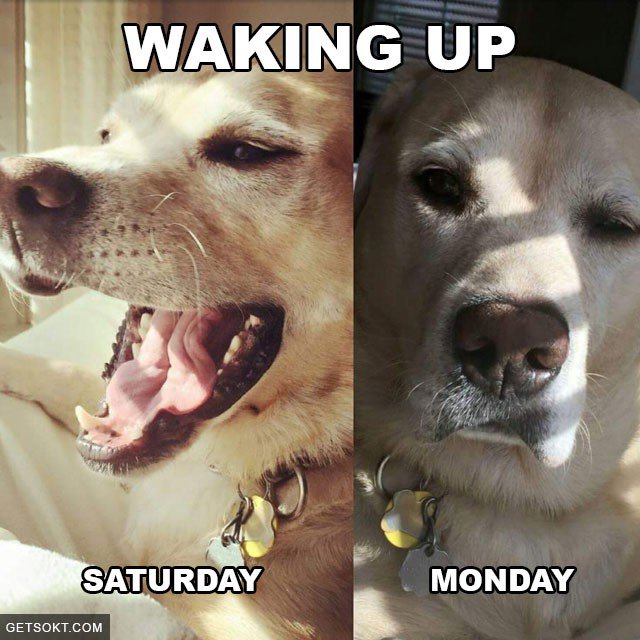ruben_corella's tweet photo. #wakeup #despierta #perritos #funny #funnypets #pets #momdayface #saturdayface #FelizSabado #happysaturday #samedi #sabado #lunes #gos #mascotas #caradefinde #ohmydog https://t.co/uuzlSd8c8H