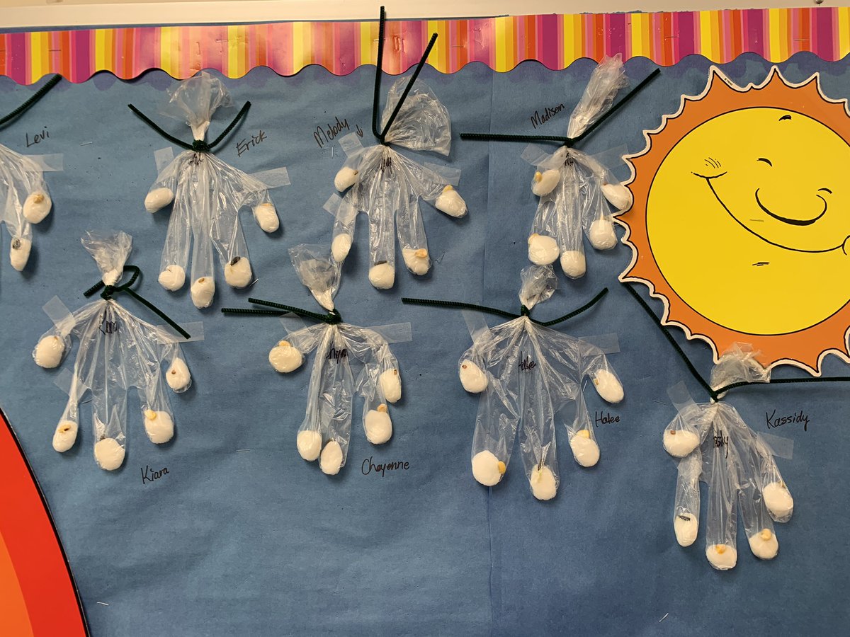 MuellerTeach's tweet photo. @KsAgClassroom we planted our #farminginaglove and already have #sprouts! Kids are excited! Thanks for the free kit! 🌽🌻🌾#440proud #muellerisamazing #muelleristheruler #stillafarmgirl https://t.co/g5mF7Kfp6b