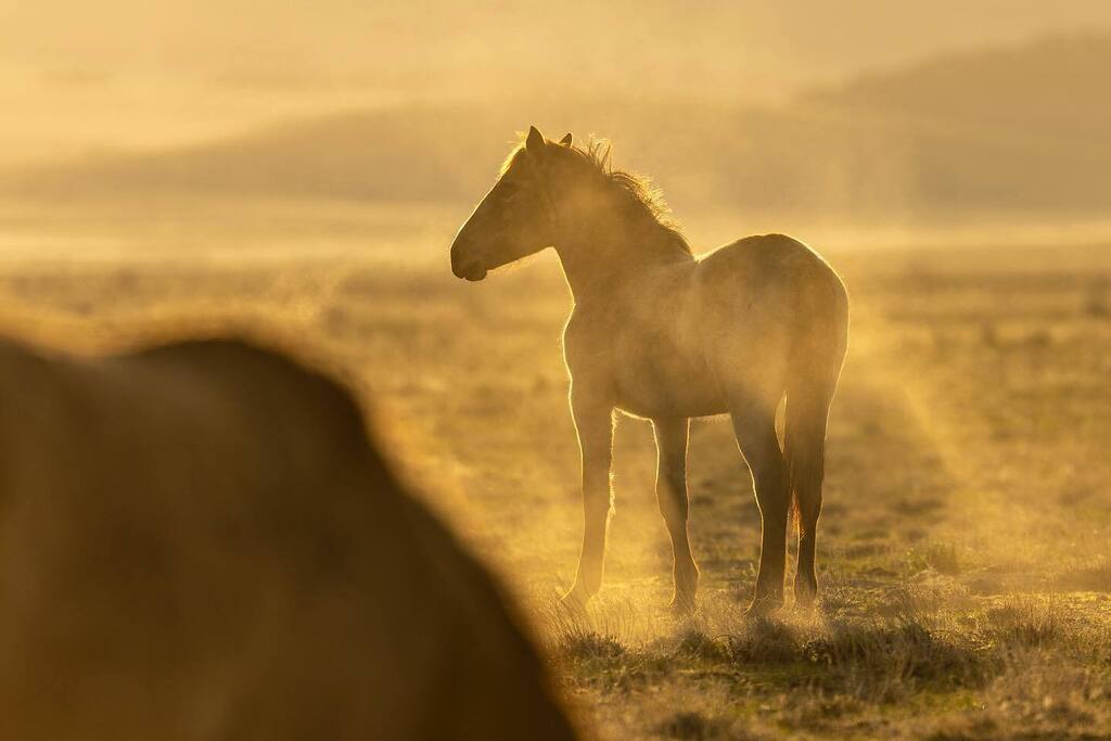 swingmanphoto's tweet photo. Sunrise on the range
.
.
.
.
.
#wildhorsesofinstagram #wildhorses #wildhorse #wildmustang #horse #horsesofinstagram #utah @visitutah @promediagear @canonusa #teamcanon #openland https://t.co/1uF75suSjh https://t.co/zU2jDQ1ZST
