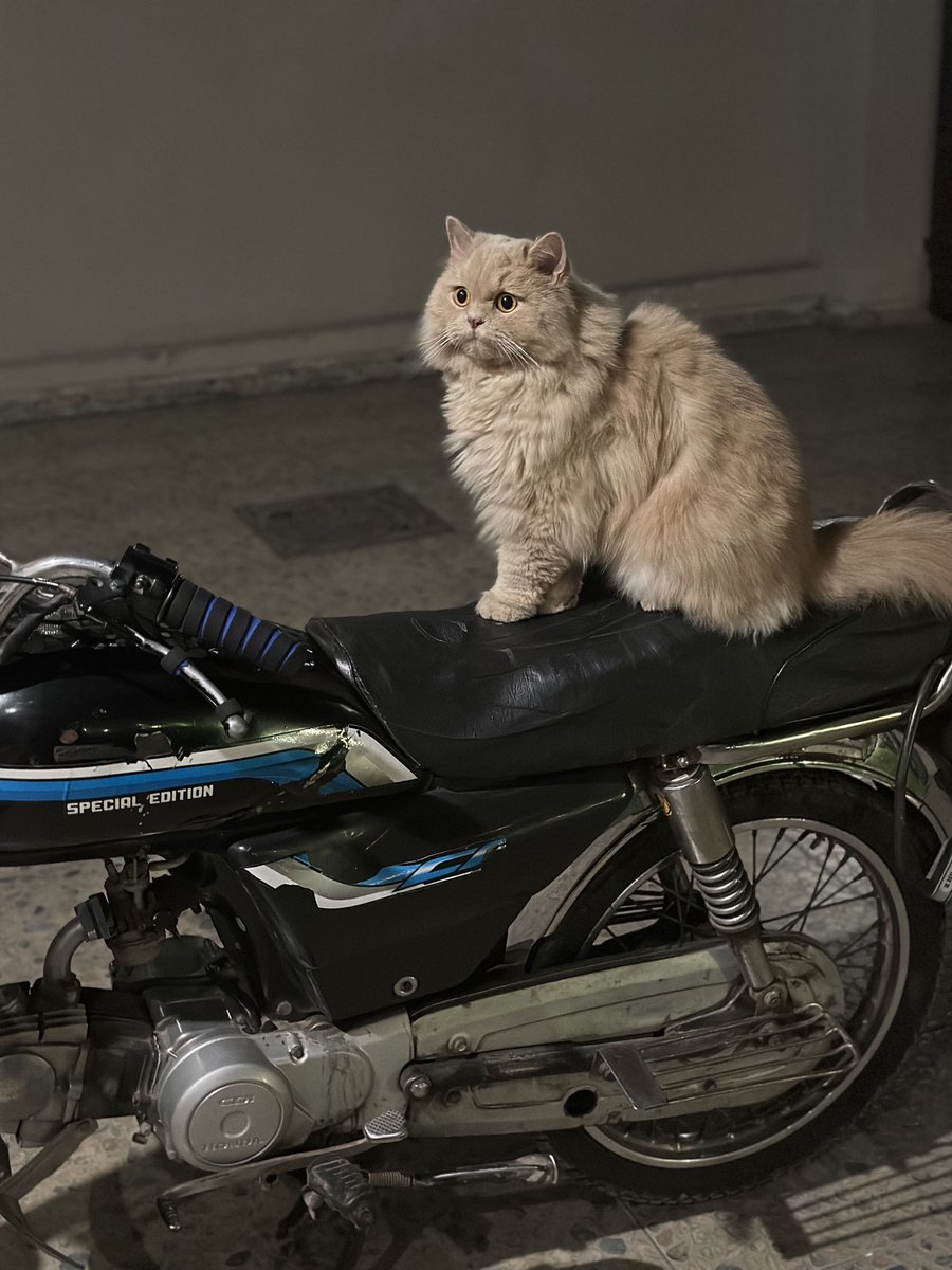 theEldestB0y's tweet photo. Sheefu better biker than most guys in lahore https://t.co/JOPCsNEBMc