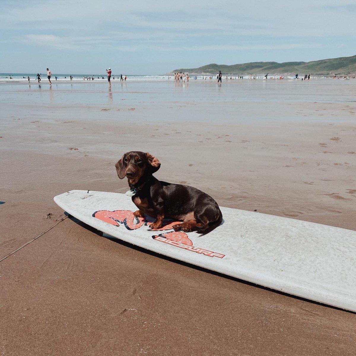 As we near the summer season, finding beaches for our dogs becomes harder. But don't worry, we've got you covered with all of Devon's Dog-Friendly beaches right here👇 📸 by lucasandsanti on Instagram bit.ly/3o8r3y0