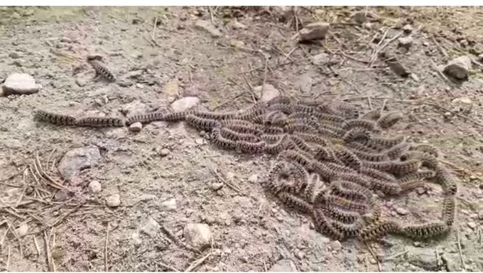 ⚠ ATENCIÓN 

Estamos en época de oruga #procesionaria 🐛 

Si sales con tu #perro🐶 ➡ ¡CUIDADO! (sobre todo en pinares)

Vigila 👀 que no se aproximen... puede ser mortal para ellos ☠

#SomosTuPolicía