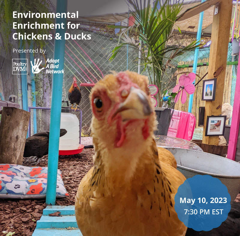 PoultryDVM's tweet image. Upcoming webinar: Enrichment for chickens and ducks - eventbrite.com/e/609509337837

#chickens #petchickens #petcare
