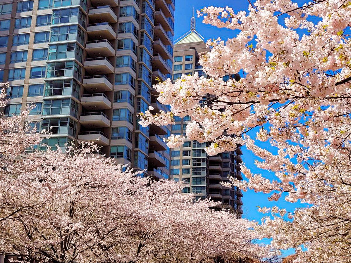 PancouverMedia's tweet photo. 🌸💮🌸💮 Take a moment to take a stroll through the streets of Vancouver~

Share with Pancouver your #SakuraDays! Let's enjoy our cherry blossom season together.

#cherryblossom #photooftheday #vancouver https://t.co/HK7Cdhjq8g