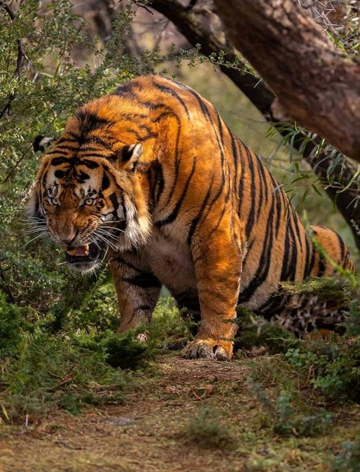 OslydeG's tweet photo. J'espère que vous lirez parce que cela me brise le cœur quand on confond un tigre avec une panthère 😭😹
Déjà pour les identifier regardez juste leurs robes (pelage ou fourrure).

Ici c'est un tigre. Il a des rayures noires et il est très grand (plus grand félin actuel) ⤵ https://t.co/mJaNLkagnc