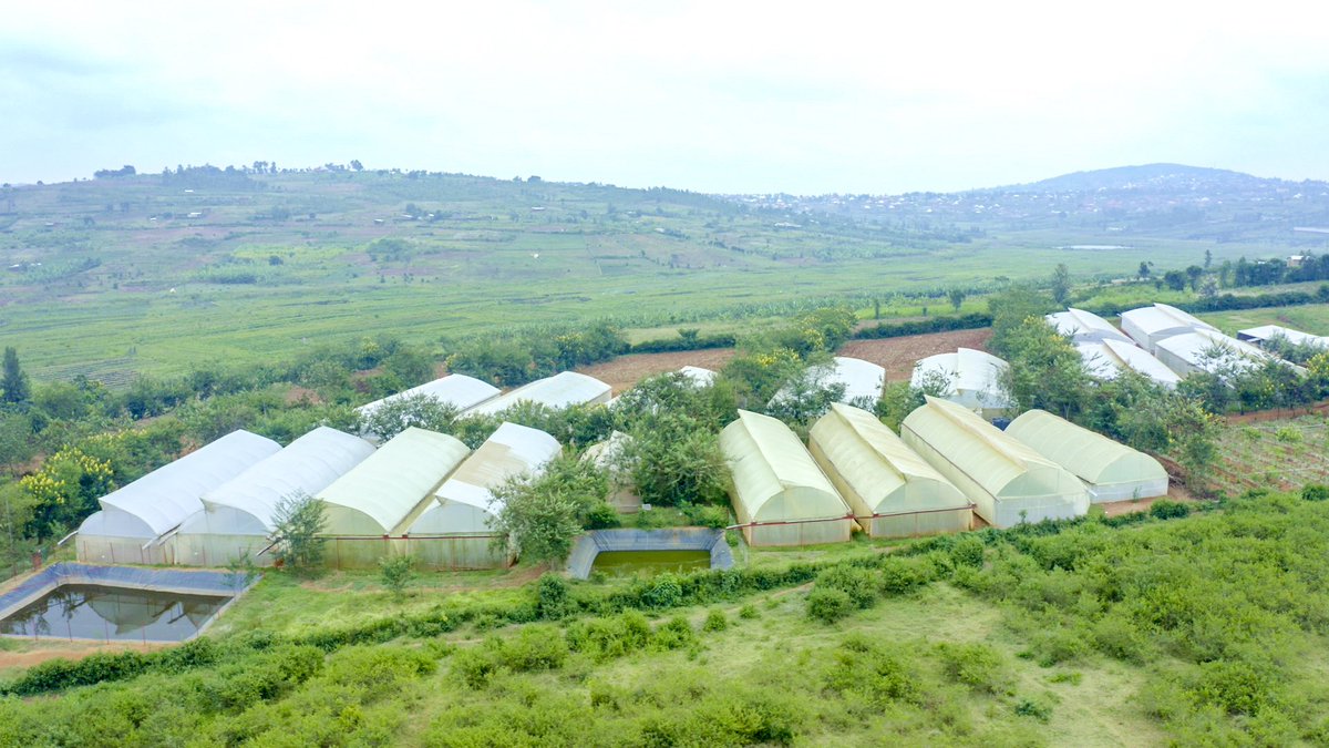 Ministry of Agriculture & Animal Resources |Rwanda tweet media