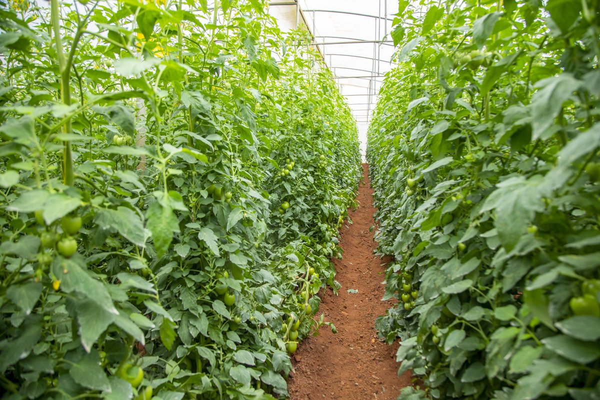 Ministry of Agriculture & Animal Resources |Rwanda tweet media