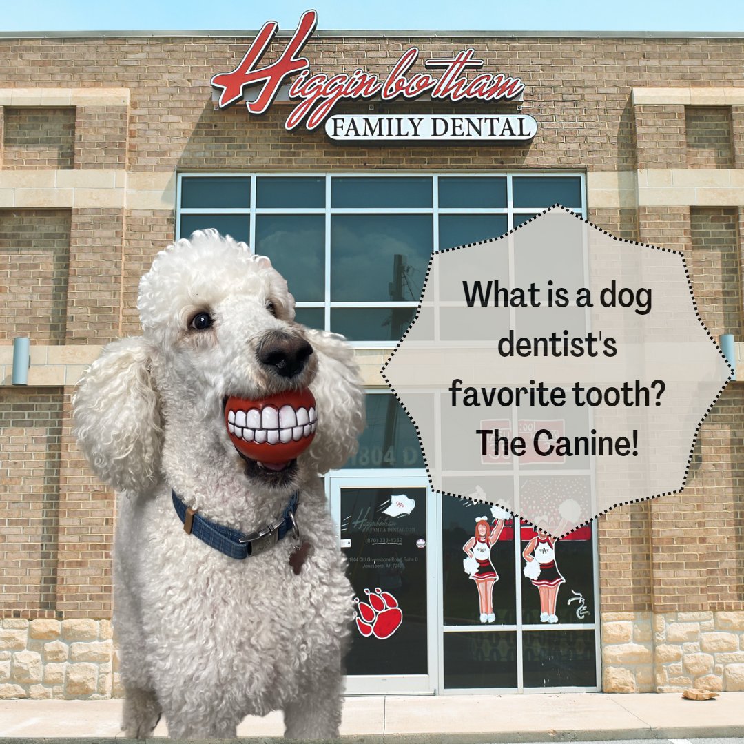 Higginbotham_fd's tweet photo. Rip wants you to keep those canines and the rest of your smile clean! Book your six month cleaning today! 🦷 #advicefromrip #dentistdogknowsbest https://t.co/WOfoaKpUkQ https://t.co/zzvAli1oda