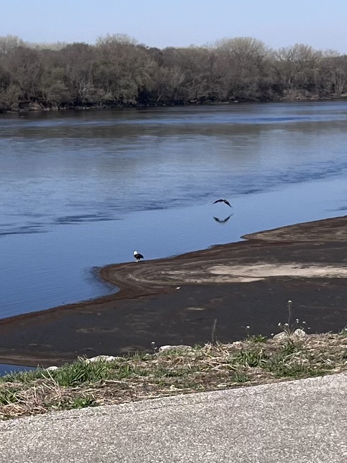Amandaisout's tweet photo. Incredible sight this morning on the Cedar River 😍
#BaldEagle #CedarRiver #Nature https://t.co/R6JuJtNIbY