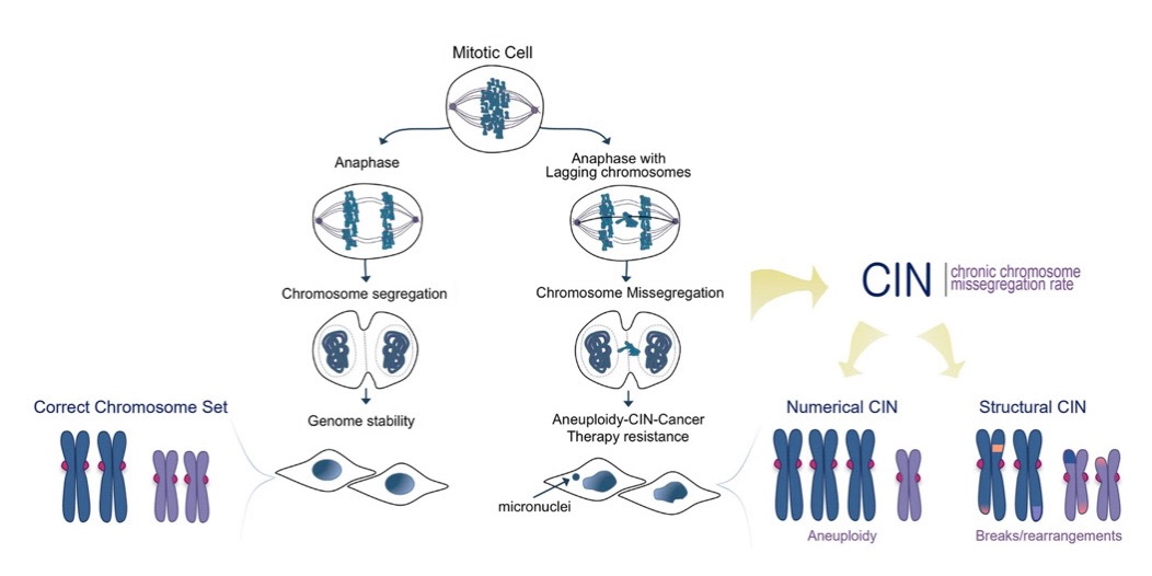 Veronica R Bravo (@vrodriguezbravo) on Twitter photo Glad to see our review on Chromosomal Instability (CIN) in cancer out today as part of a special issue guest edited by <a href="/SteSantaguida/">Stefano Santaguida</a> #ChromosomeResearch
It was a pleasure to contribute! <a href="/MayoUrology/">Mayo Clinic Urology</a> <a href="/MayoClinic/">Mayo Clinic</a>
link.springer.com/article/10.100… Glad to see our review on Chromosomal Instability (CIN) in cancer out today as part of a special issue guest edited by <a href="/SteSantaguida/">Stefano Santaguida</a> #ChromosomeResearch
It was a pleasure to contribute! <a href="/MayoUrology/">Mayo Clinic Urology</a> <a href="/MayoClinic/">Mayo Clinic</a>
link.springer.com/article/10.100…