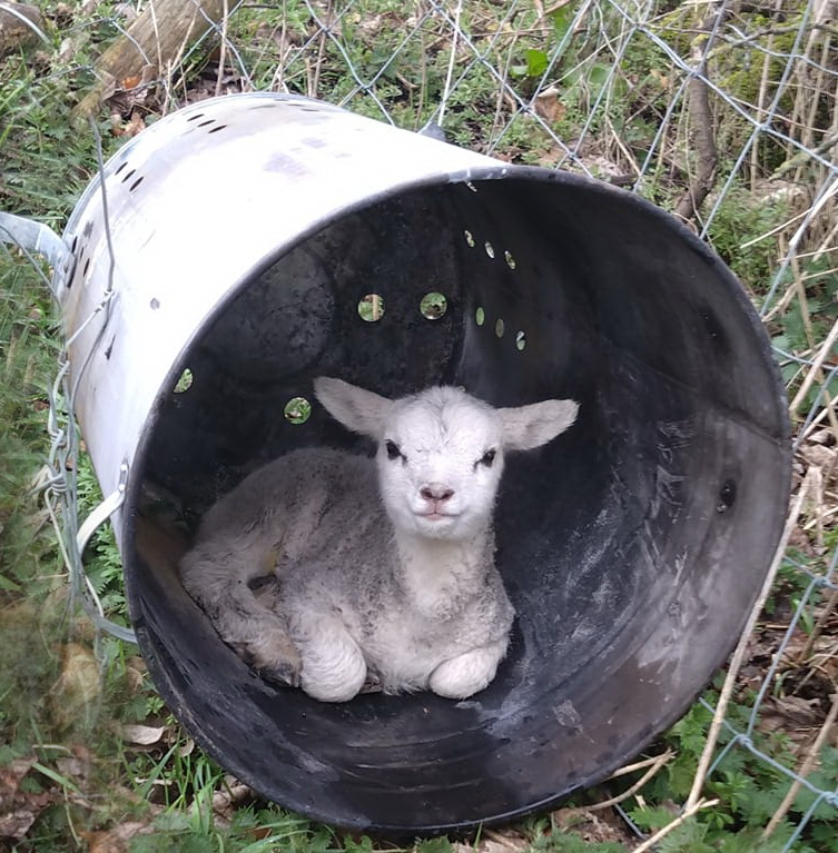 mbccdogtraining's tweet photo. So  cute,  new use for an incinerator! https://t.co/GPsJR9zJ2l