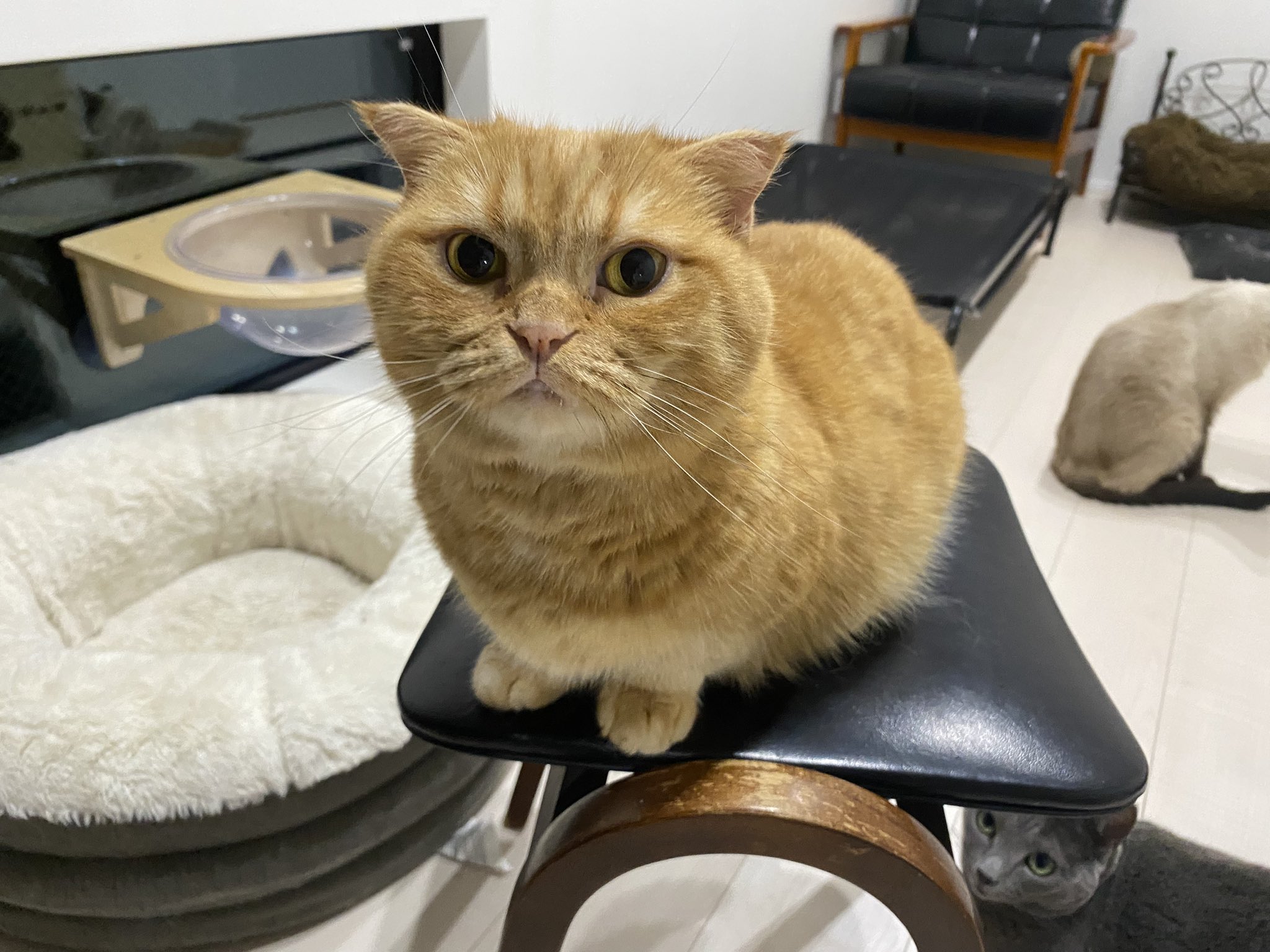 Хосико кот купить