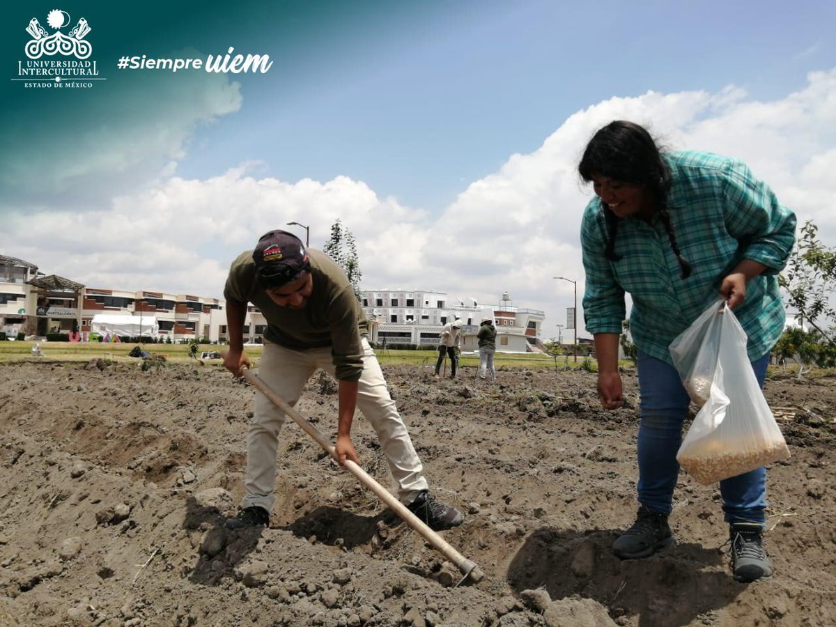 UIEMOficial's tweet photo. ✨Estudiantes de la licenciatura en #DesarrolloSustentable y de la Maestría en Gestión de la Innovación Rural Sustentable, así como profesores de la UIEM, realizaron la ceremonia tradicional y siembra de la milpa en la parcela experimental y demostrativa de la UIEM. #OrgulloUIEM https://t.co/nmJmjy6Izg
