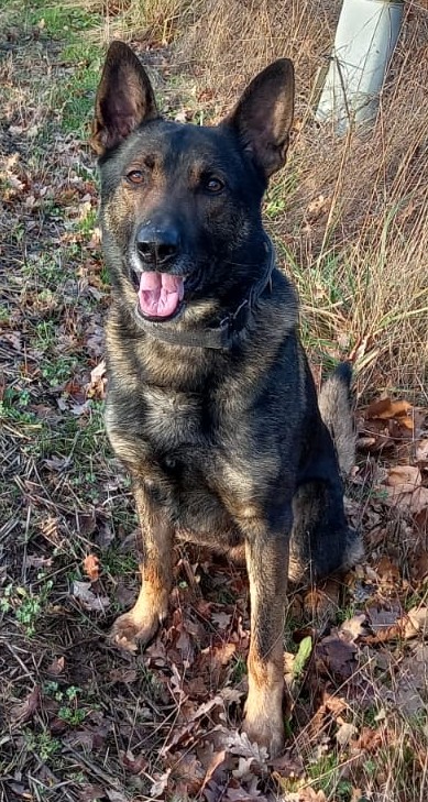 K999Cops's tweet photo. After struggling to find a suspect in an industrial unit this week, colleagues called for help from PD Alvin.  The power of the nose promptly located the suspect concealed from view in a wall cavity. https://t.co/xUX19SS8V1