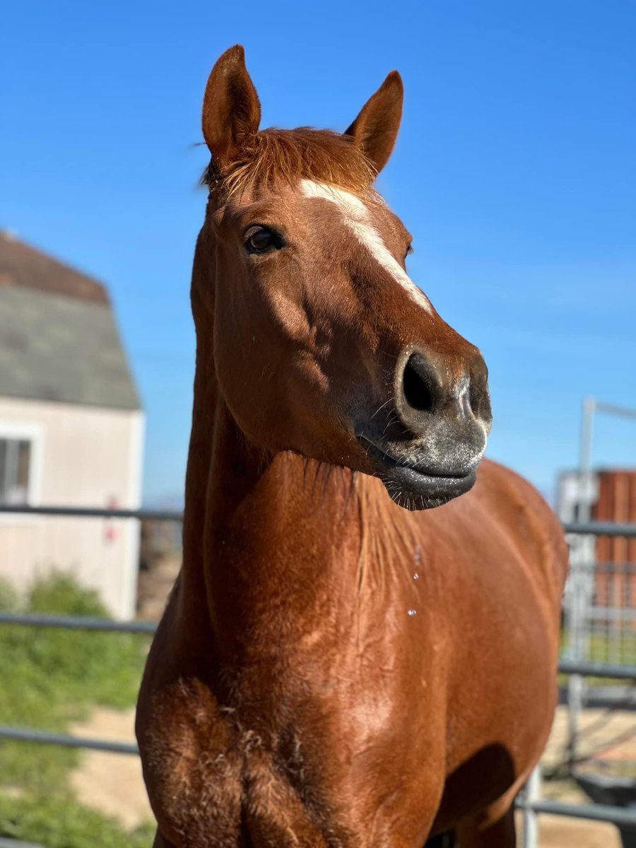 Wildatharthorse's tweet photo. Iโm hearing a lot about the #HorseRacing #KentuckyOaks & #girlpower #marepower! ๐๐ท
Hereโs to all the #supergirl #stars here @Wildatharthorse ๐๐คฉ๐๐
My pal Chatterbox is a snazzy 6 yo #ottb #thoroughbred who is ready 4 her forever person! ๐๐
#adopt
https://t.co/mAQPvxl9PV https://t.co/6VwGa6H2ER
